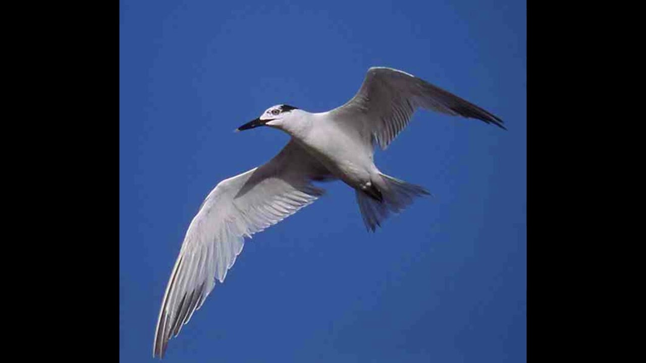Sandwich Tern Sound