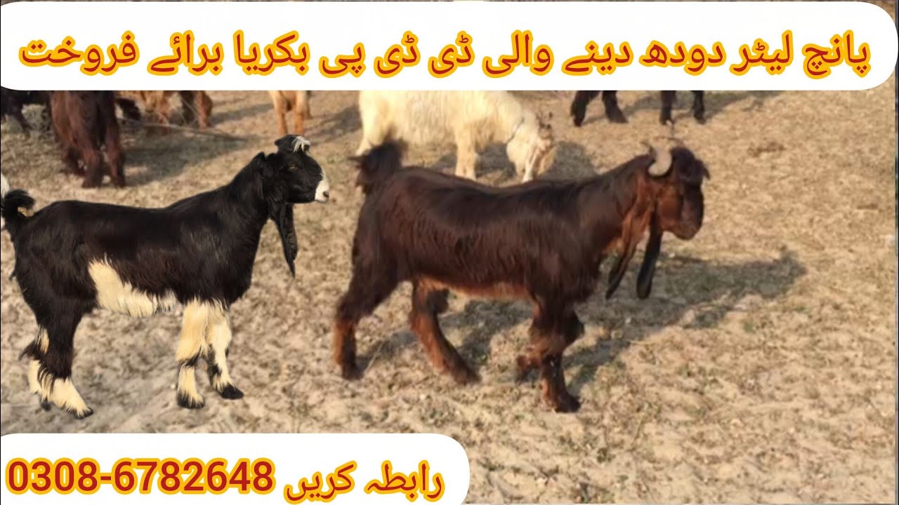 ddp bakri farooqat/5 kilo dudh Dene Wali bakriyan/milking goat/goat farm رابطہ کریں 03086782648