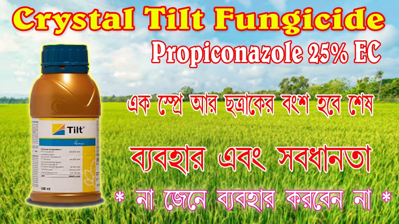 Crystal Tilt Fungicide I Propiconazole 25% EC I ধানের খোল পচার সমাধান I ছত্রাকের বংশ ধ্বংস করতে I