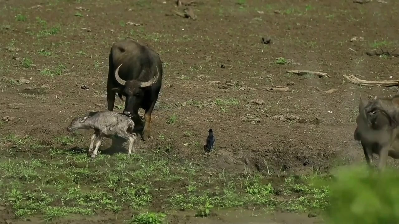New born buffalo calf takes its first steps!