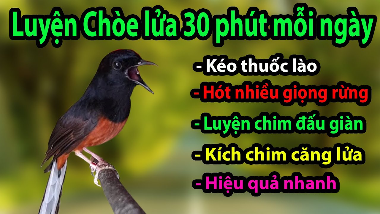 Luyện giọng chích chòe lửa hót giọng rừng - Murai Batu Juara Durasi Panjang Gacor Untuk Masteran #29