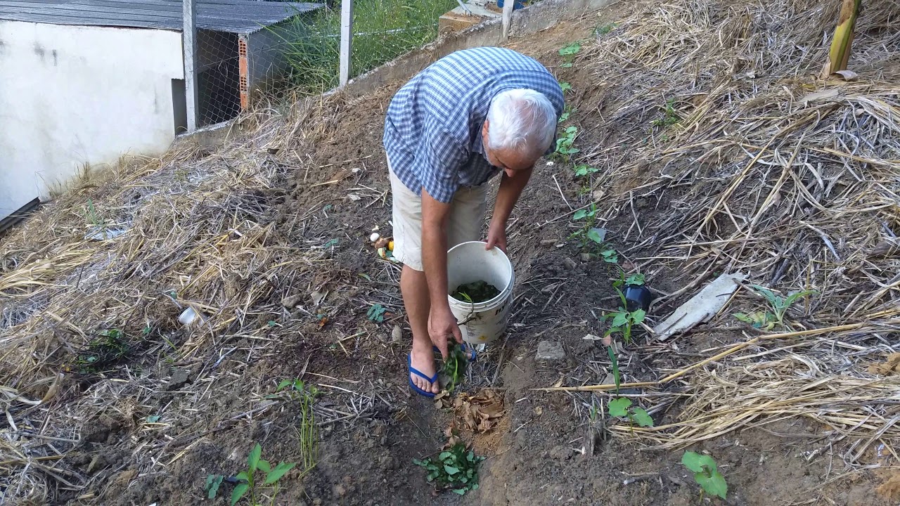 Combatendo Formigas Cortadeiras com folhas de MAMONA e BATATA DOCE