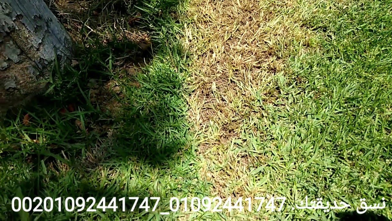 3 أسباب لإصفرار النجيل بعد القص