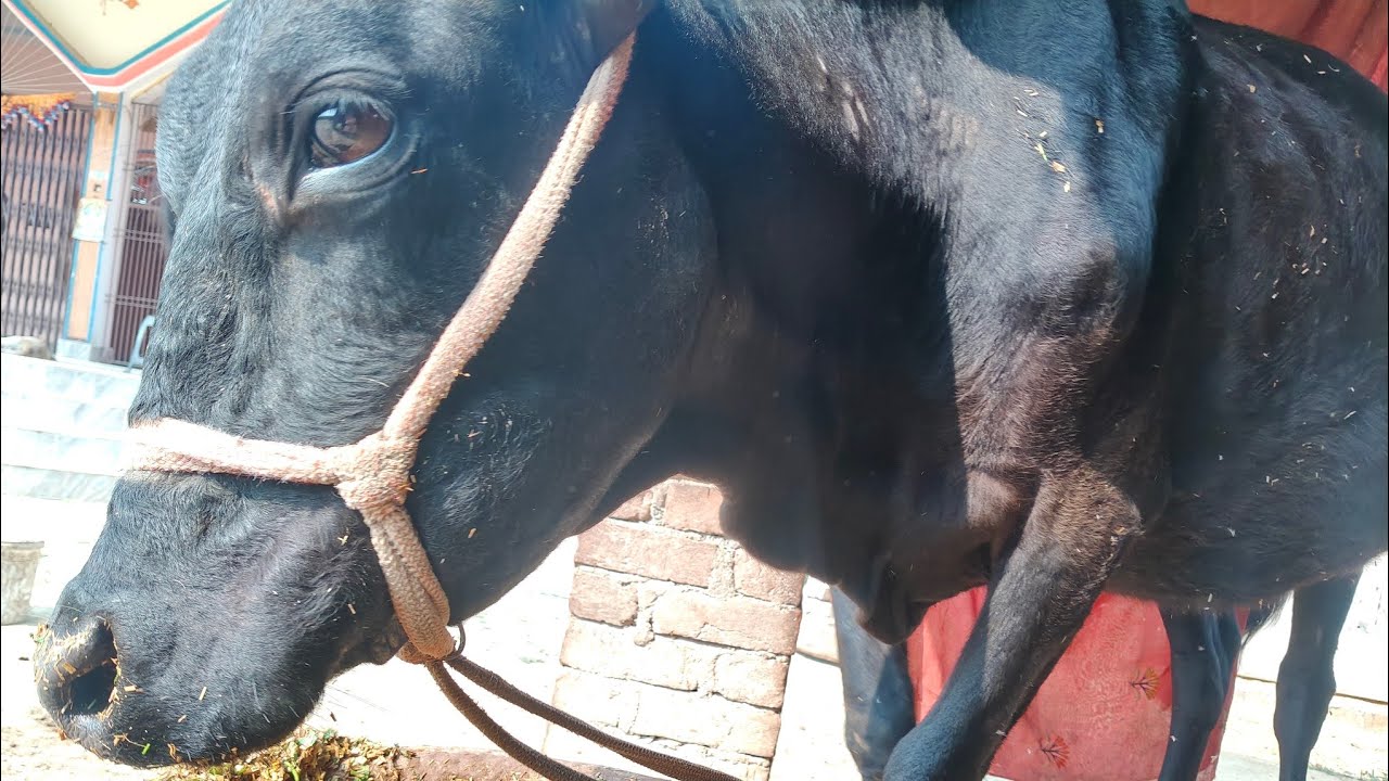 गाय को खाना नहीं खाना देना चाहिए क्योंकि वह मारुति बहुत है और गंदी से ज्यादा 🧐