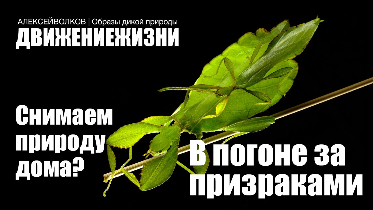 Съёмка природы в домашних условиях/в изоляции - 