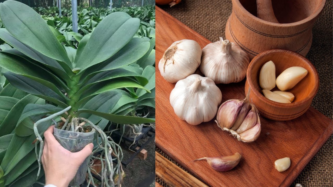 DEIXE SUAS ORQUÍDEAS LINDAS COM ALHO 