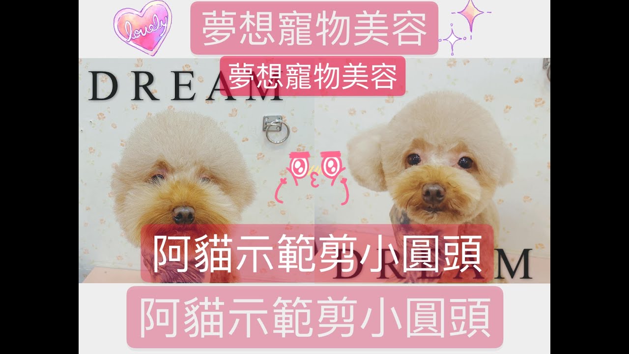 寵物美容師阿貓示範小圓臉dog poodle grooming | 夢想寵物美容 97