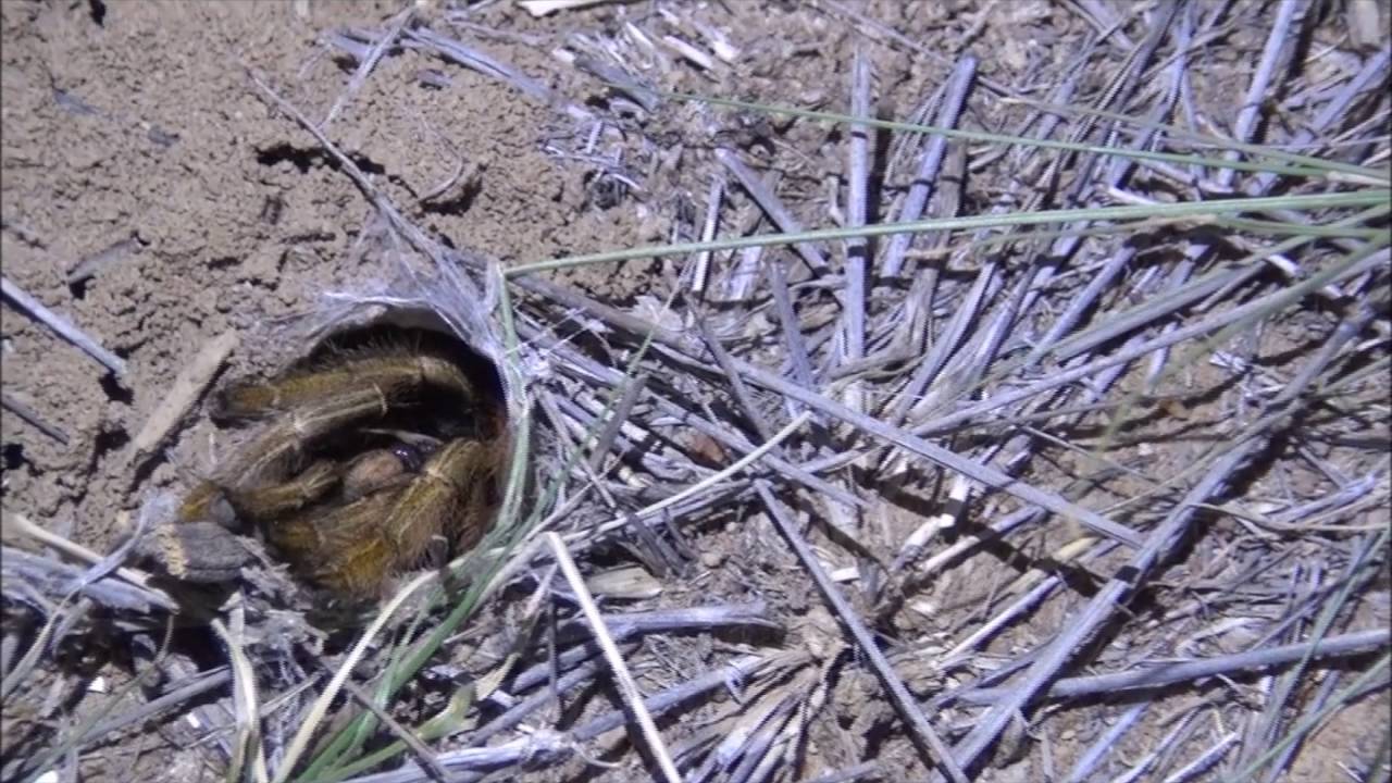How to tickle a baboon spider out of its burrow