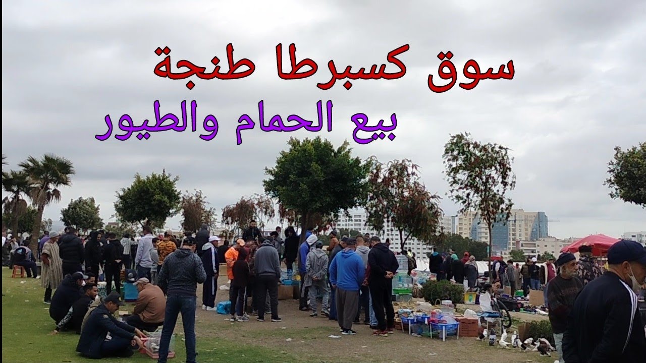 بيع وشراء الحمام وطيور سوق كسبرطا طنجة🕊️❤️🐇🐓🐤🦜🐦🦆
