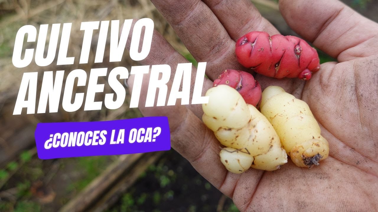 Así Se Planta la Oca: ¡El Tesoro Andino Que Está Volviendo a Conquistar Huertos! || Huertina De Toni