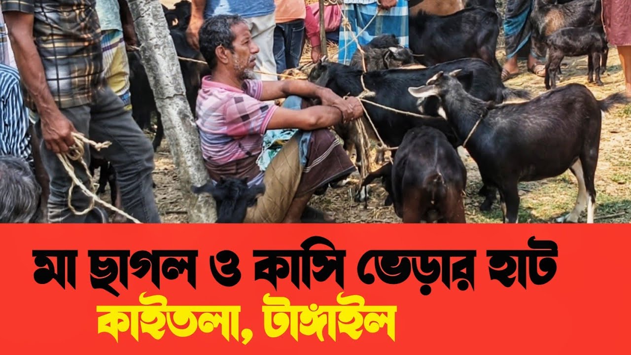 ২১ ফ্রেব্রুয়ারি ২০২৬ ইং মা ছাগল ও কাসি ভেড়ার বড় হাট ।কাইতলা টাঙ্গাইল।Goat ram market in Tangail. 