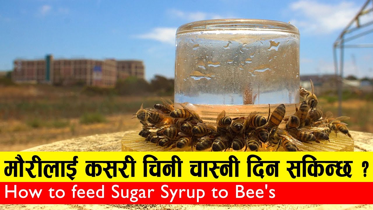 Sugar Feeding / Famous Bee Keeping l मौरीलाई चिनीपानी कसरी खुवाउने?