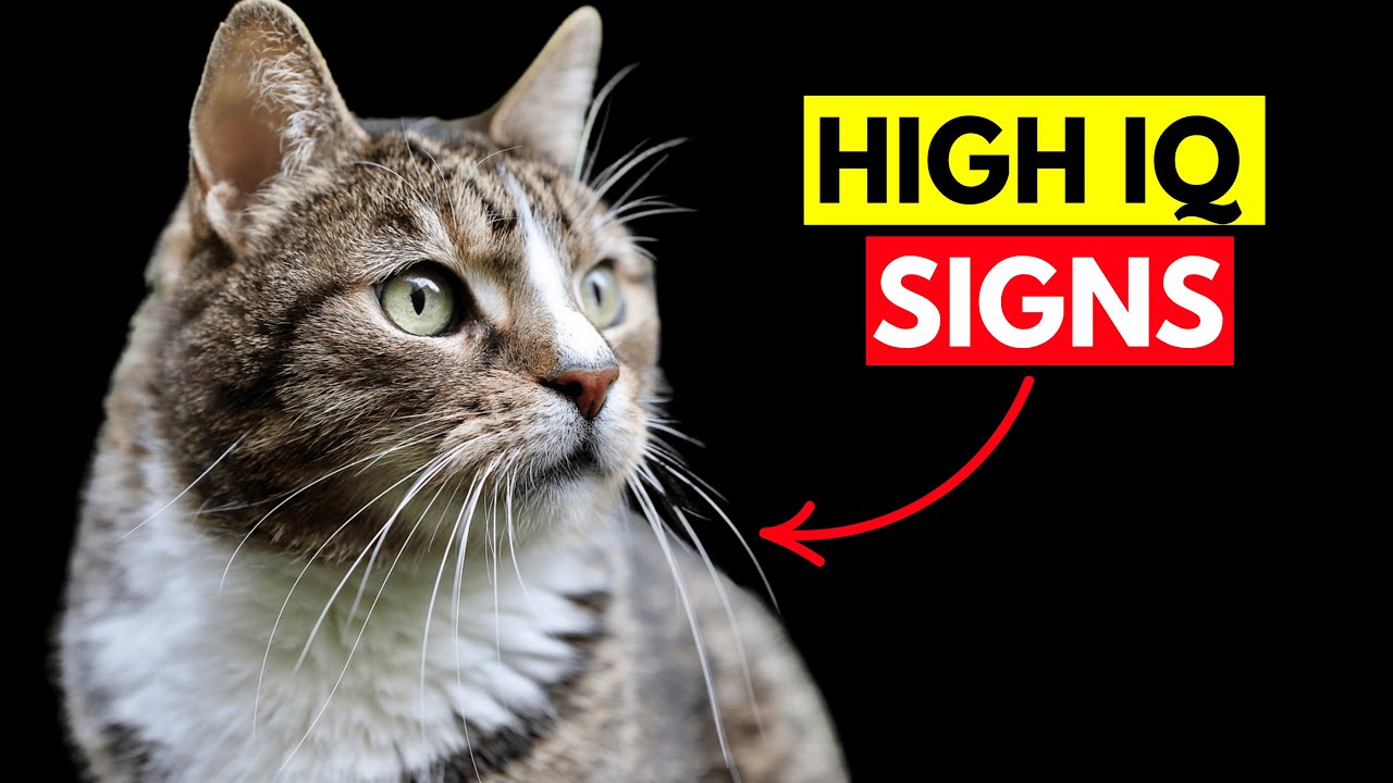 10 Mind Blowing Signs Your Cat Is a Genius