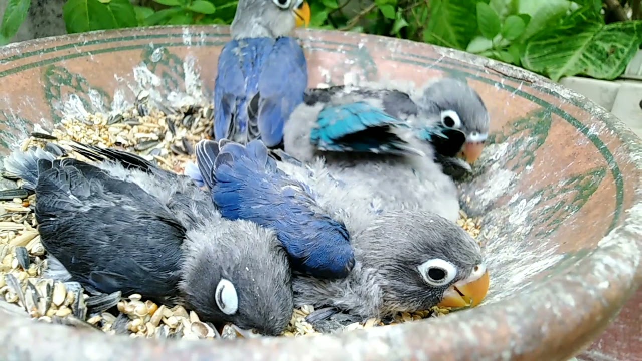 Beautiful Blue Mask Personata Chicks | Blue Love Bird Chicks | Reality Of Life