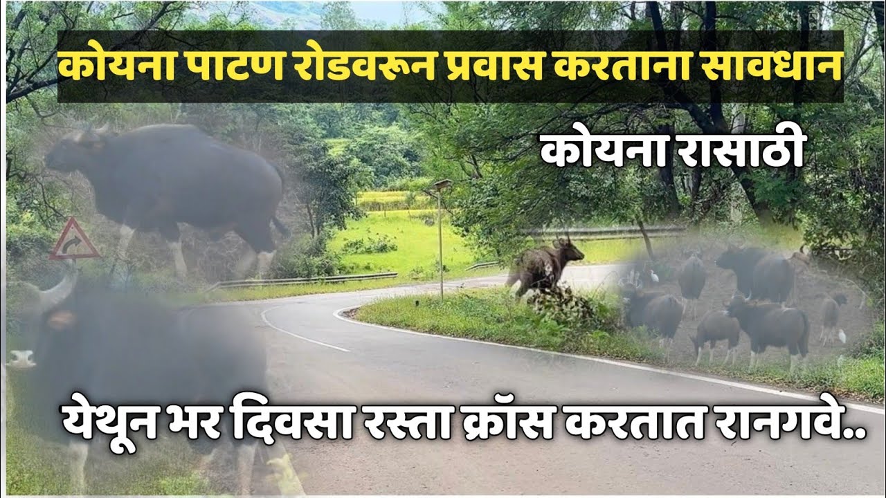 भर दिवसा रस्ता क्रॉस करतात रानगवे | कोयना पाटण रोड | कोयना रासाठी | koyna