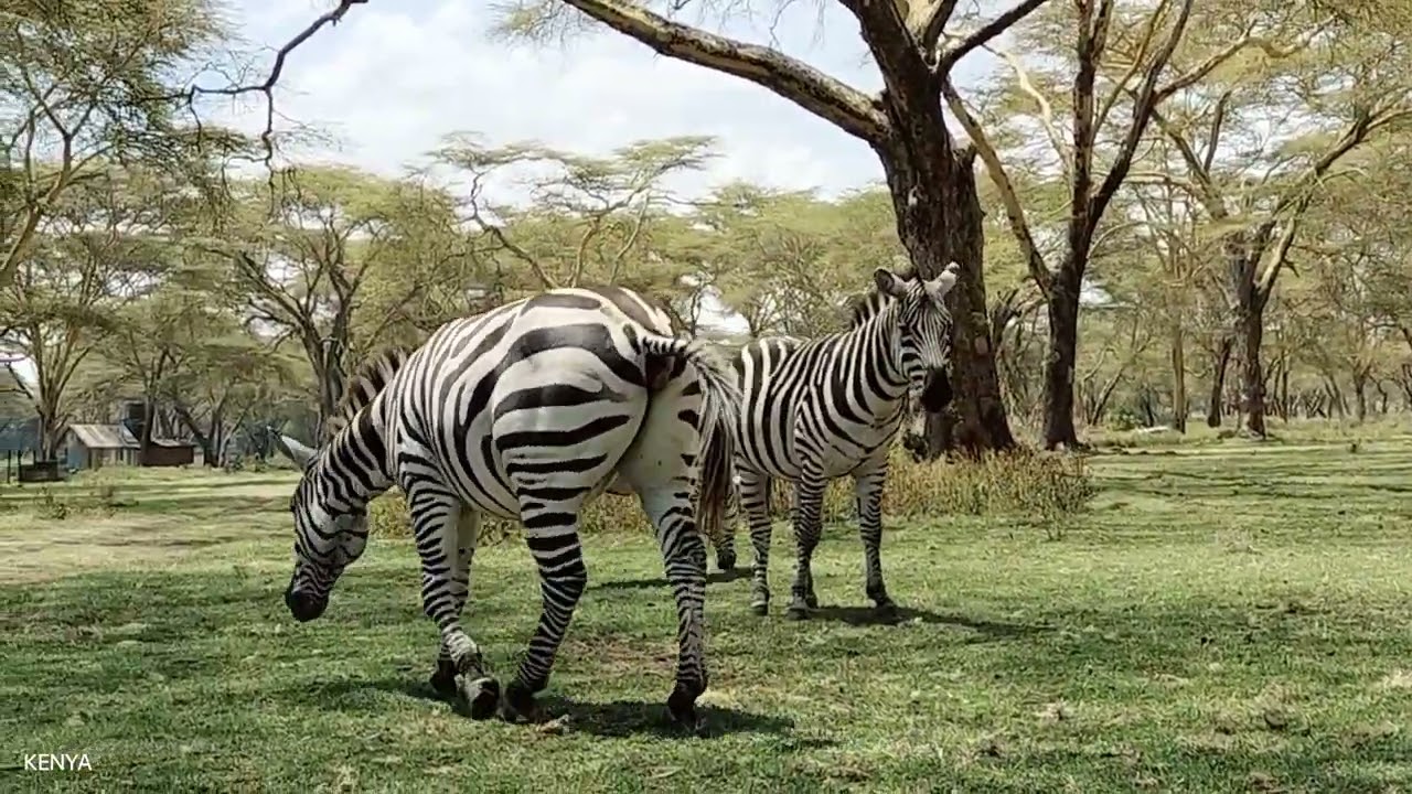 4K VIDEO (UTRAHD) AFRICAN WILDLIFE FASCINATING BEAUTY