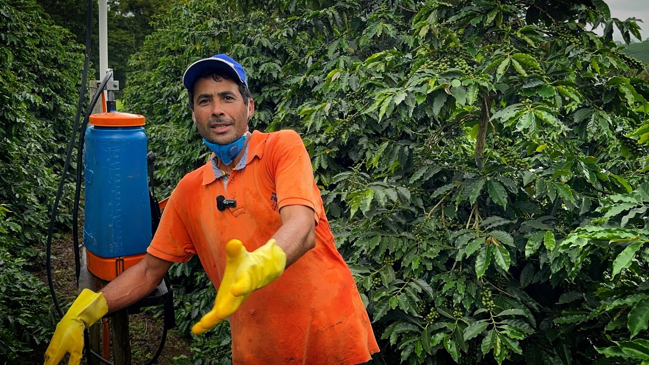 PRODUZIR CAFÉ não tem SEGREDO, MANEJO em DIA