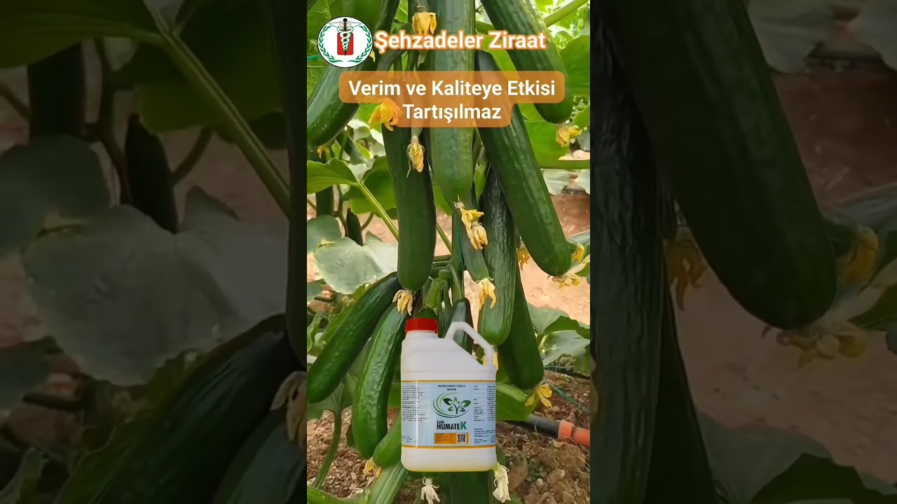 Hıyarda G&uuml;breleme.    #shorts #reels #keşfet #agriculture #farming #tarım #ziraat #şehzadelerziraat