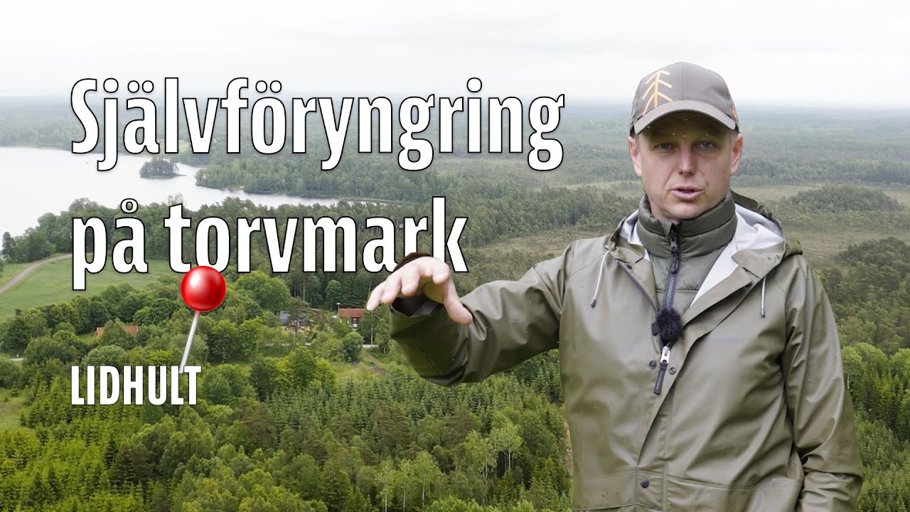 Hyggesfritt skogsbruk: Sj&auml;lvf&ouml;ryngring p&aring; torvmark