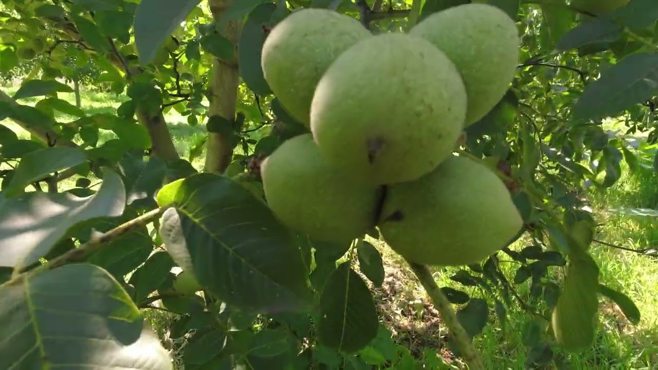 Chandler Ceviz Bahçesi 7.yaş.Yaşadığımız problemler,ürün verimi ve deneyimlerimiz.#ceviz#garden#fyp