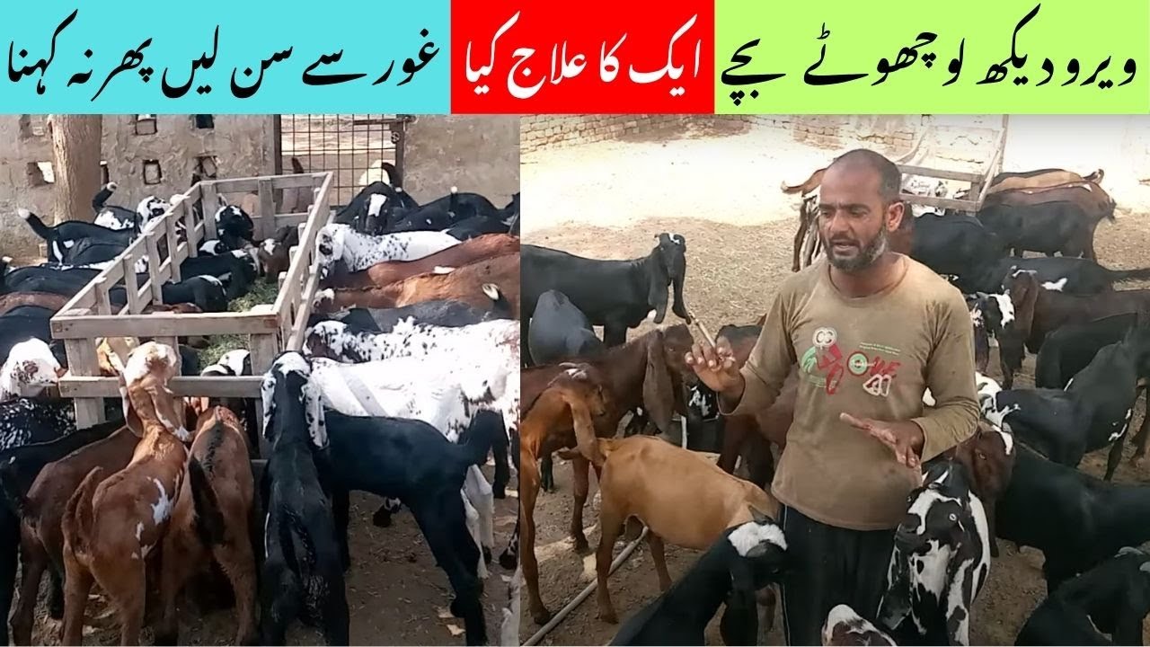 Goat Farming | Baby Goat | Health & Treatment | Vehari Goat Farm