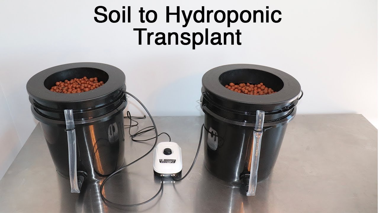 Transplanting Pepper Plant From Soil to Hydroponic DWC