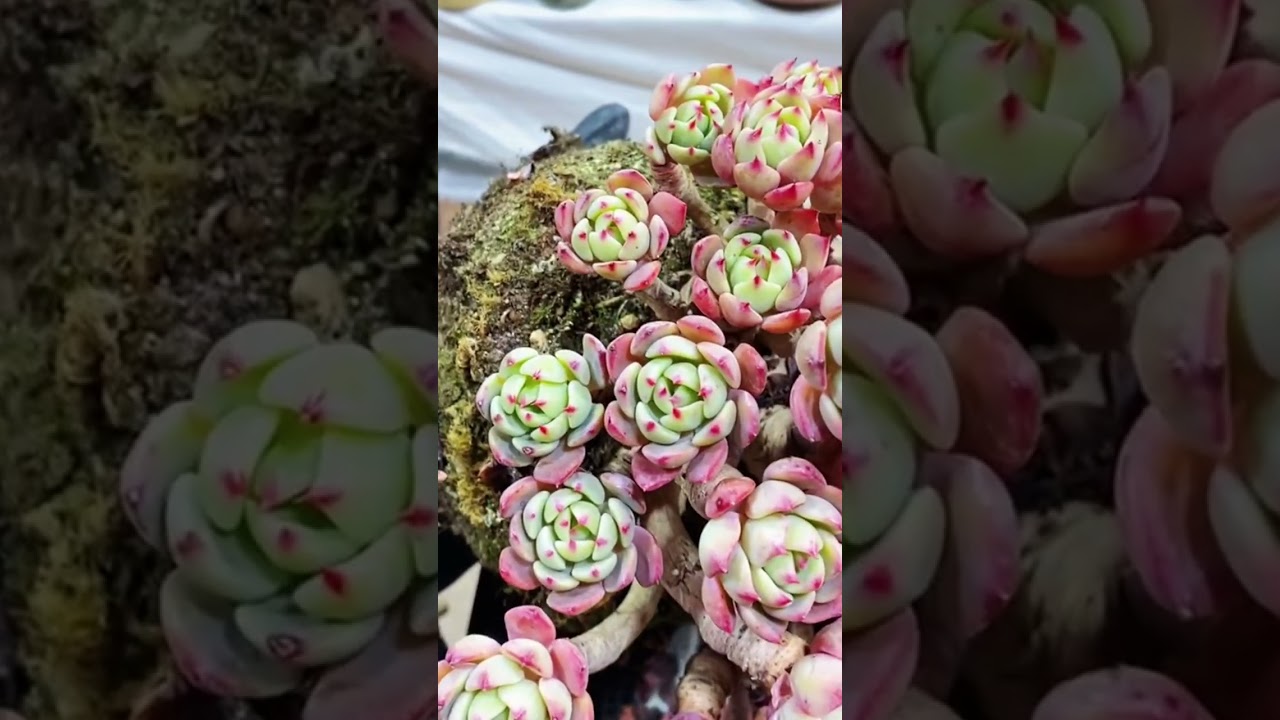 Minimalist Succulent Living 🌱 Modern Indoor Plant Care Guide