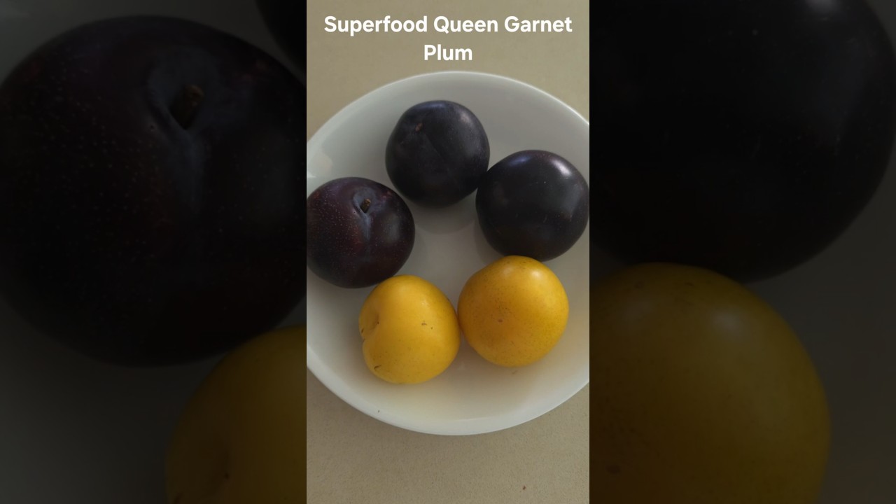'Superfood' Plum exceptionally high Antioxidant and Delicious 💛#QueenGarnetPlum #YellowPlum # Fruits