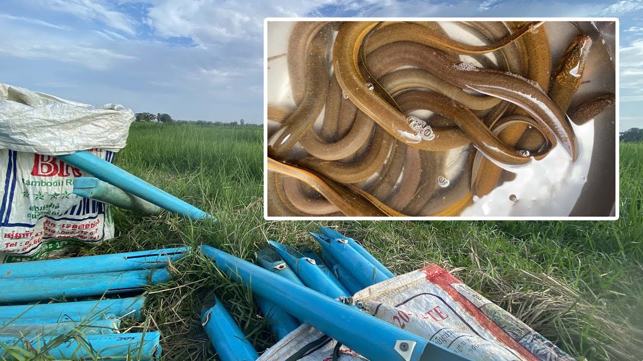 how to use an eel trap