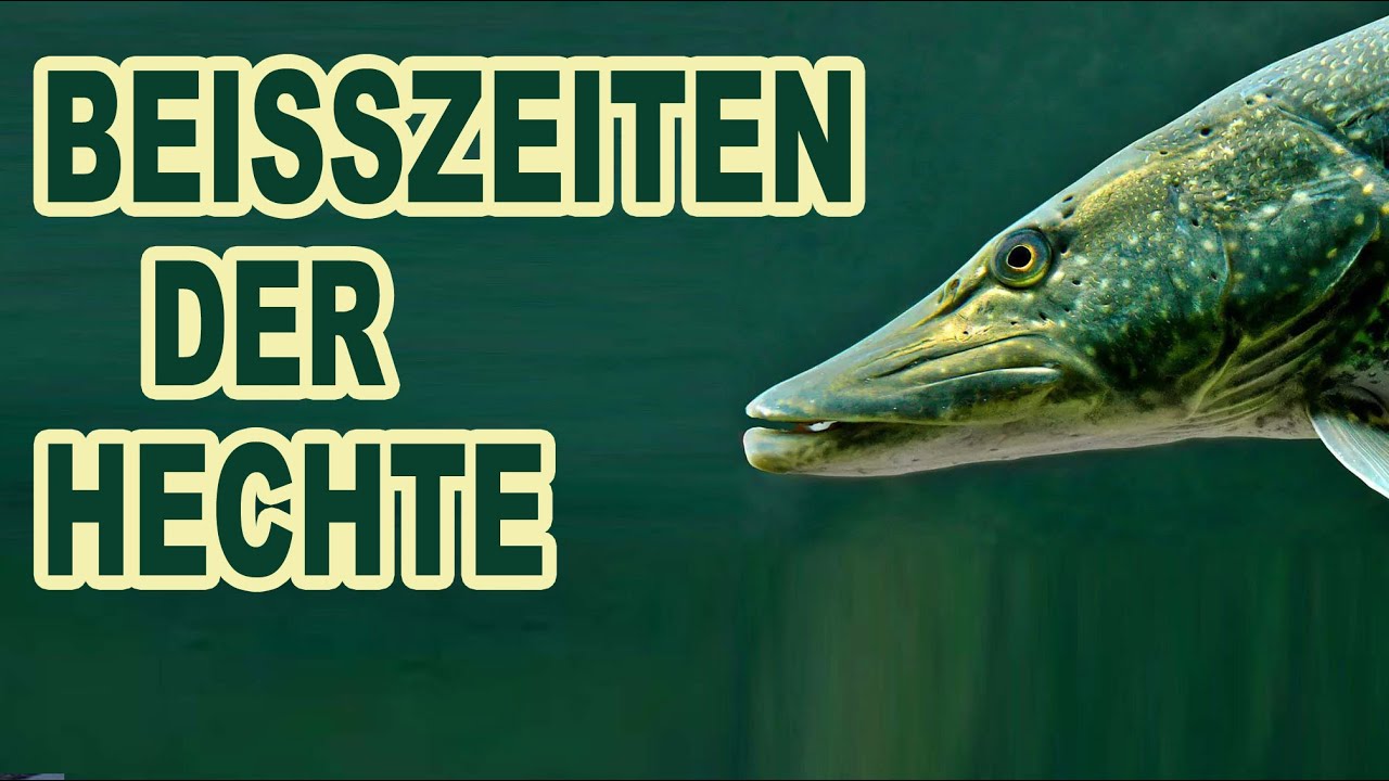 Bei&szlig;zeiten der Hechte nach Jahreszeiten: Tipps f&uuml;r Einsteiger