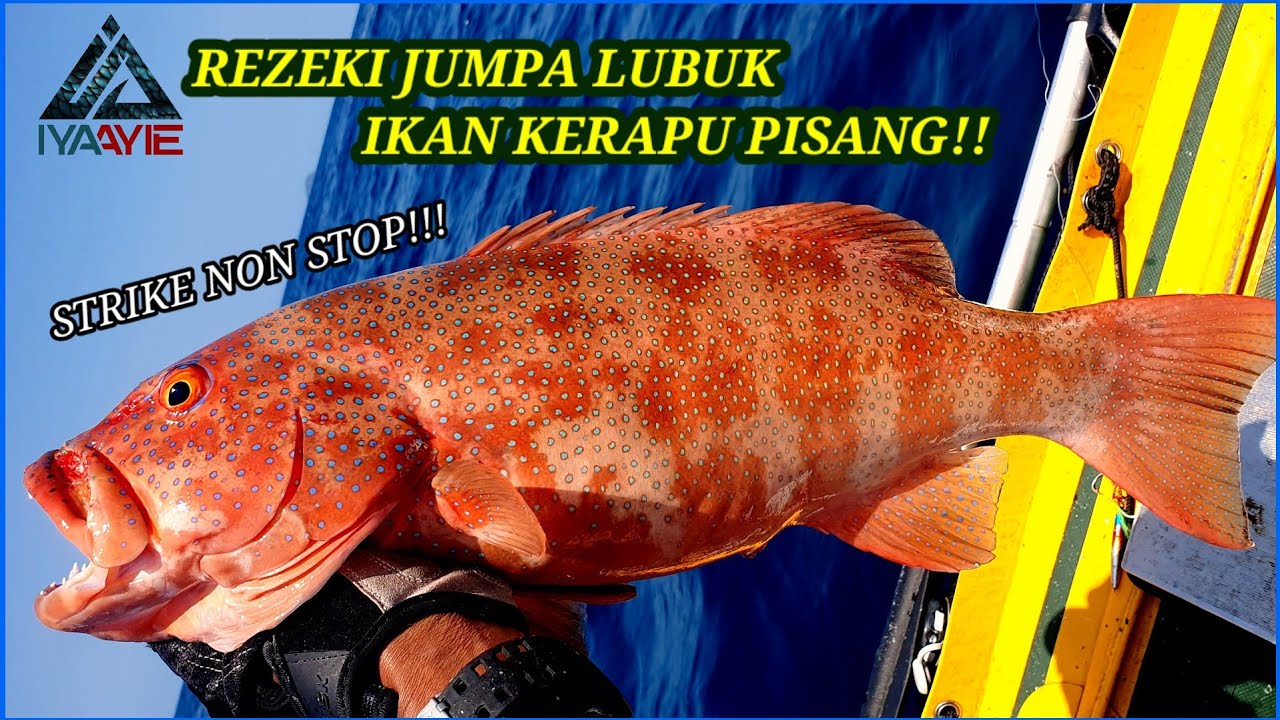 STRIKE NON STOP!! AKU JUMPA LUBUK IKAN KERAPU PISANG!!INFLATABLE BOAT FISHING MALAYSIA.VLOG [019]