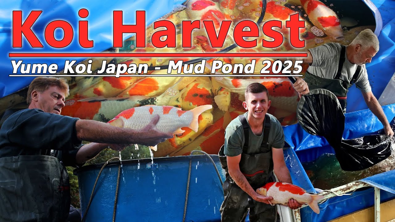 Japanese Koi Harvest - Stunning Koi - Yume Koi Japan Mud Pond