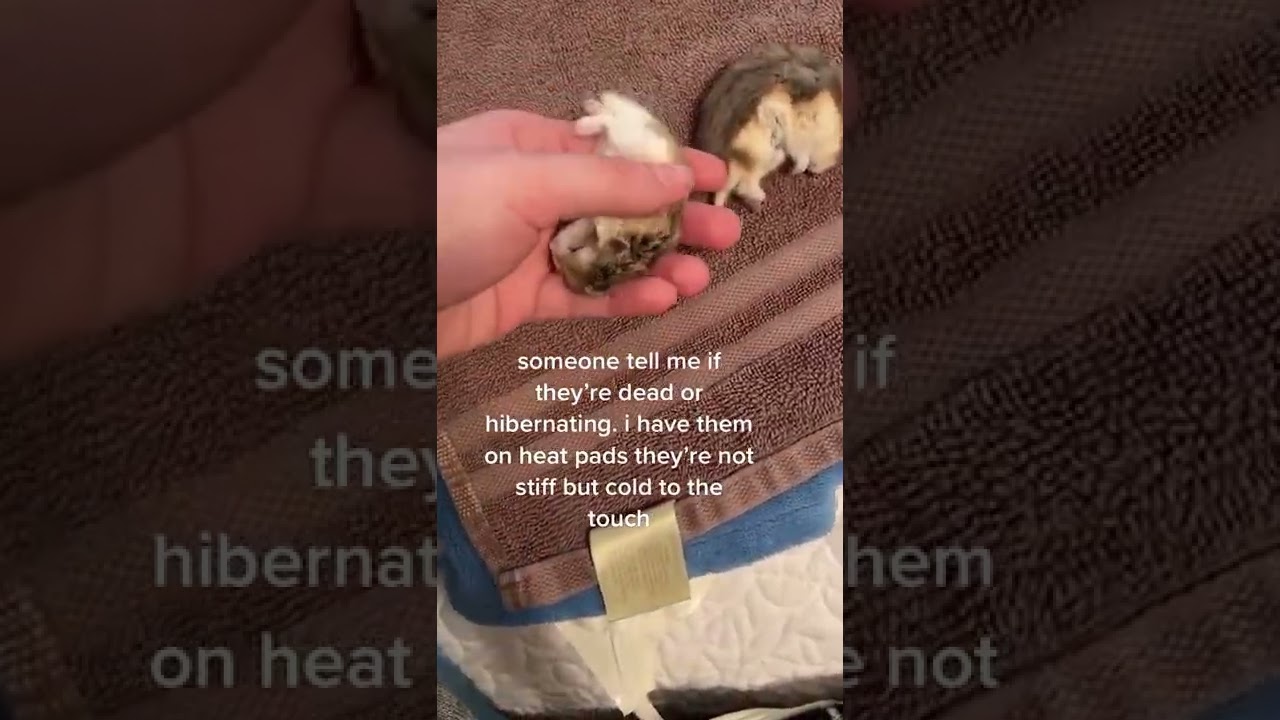 hamsters hibernation