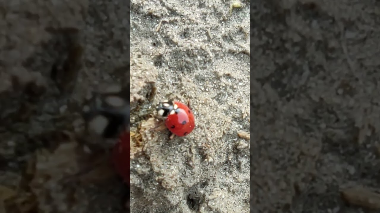 Ladybug #Coccinellidae #beetle #ladybug #ladybird #coleoptera #insects #birdsounds
