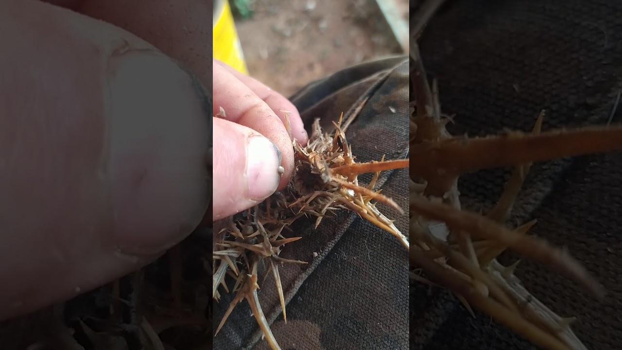الحبوب الطبيعية التي يتغدى عليها الحسون