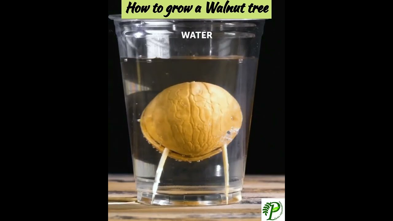 Growing Tips for Walnut tree