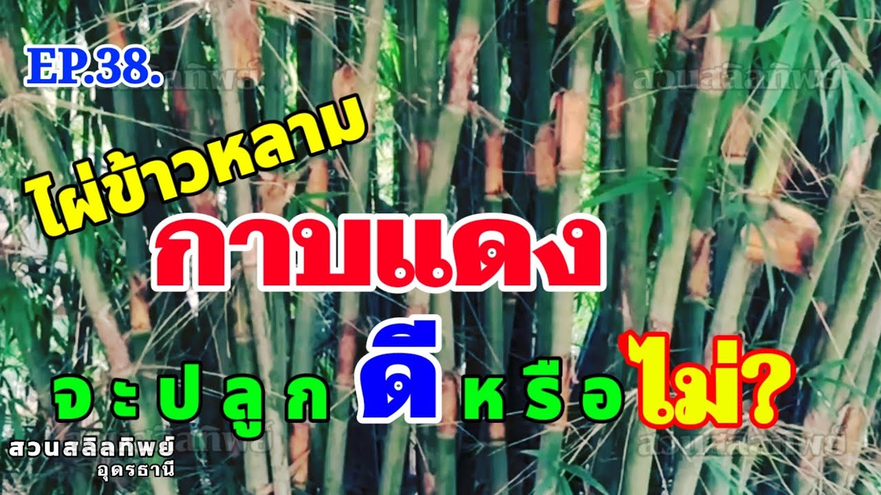 ไผ่ข้าวหลามกาบแดง! จะปลูกไว้ดีหรือไม่?@สวนสลิลทิพย์  อุดรธานี.  EP.38.