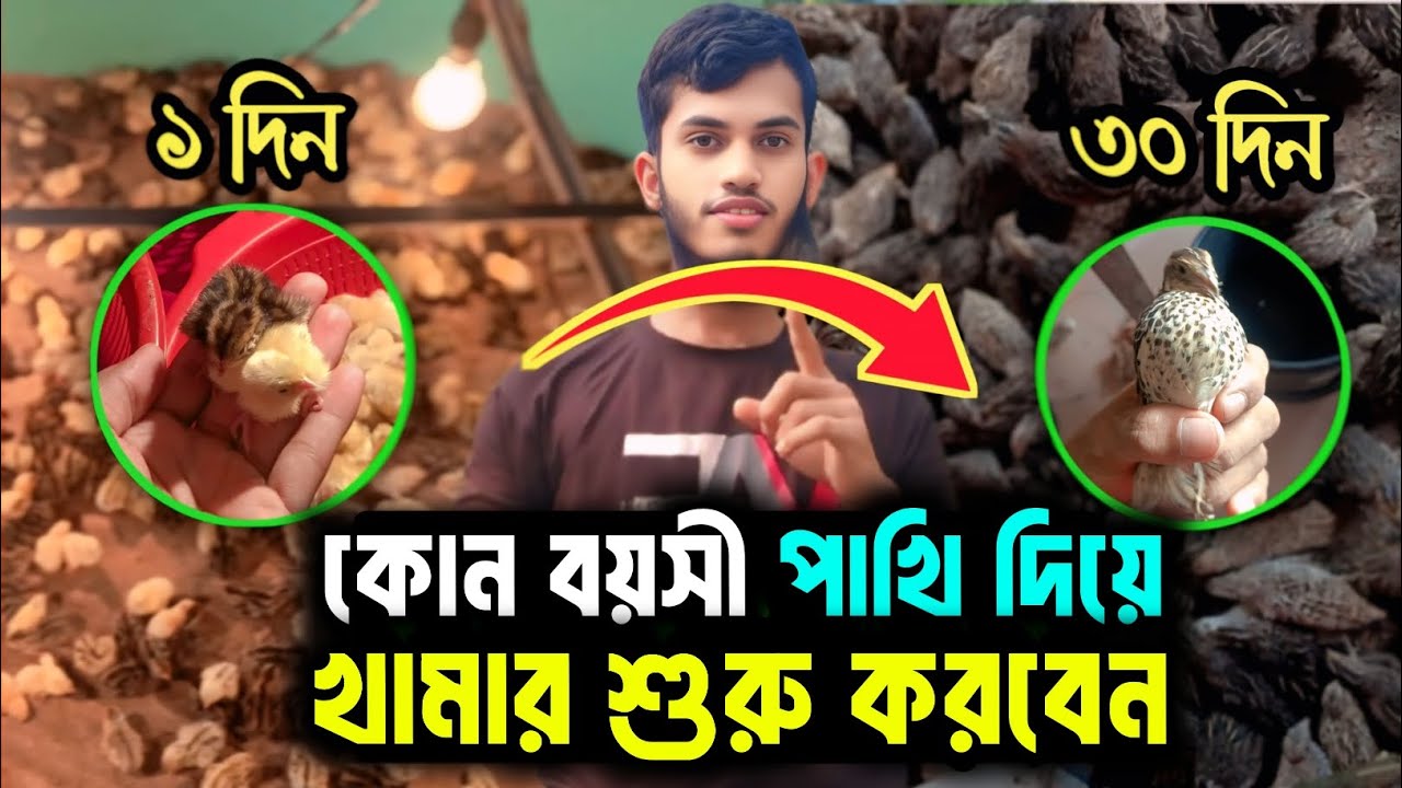 কোন বয়সী কোয়েল পাখি দিয়ে খামার শুরু করবেন। ১ দিন নাকি ৩০ দিন। কোন বয়সী পাখির কি কি সুবিধা ও অসুবিধা