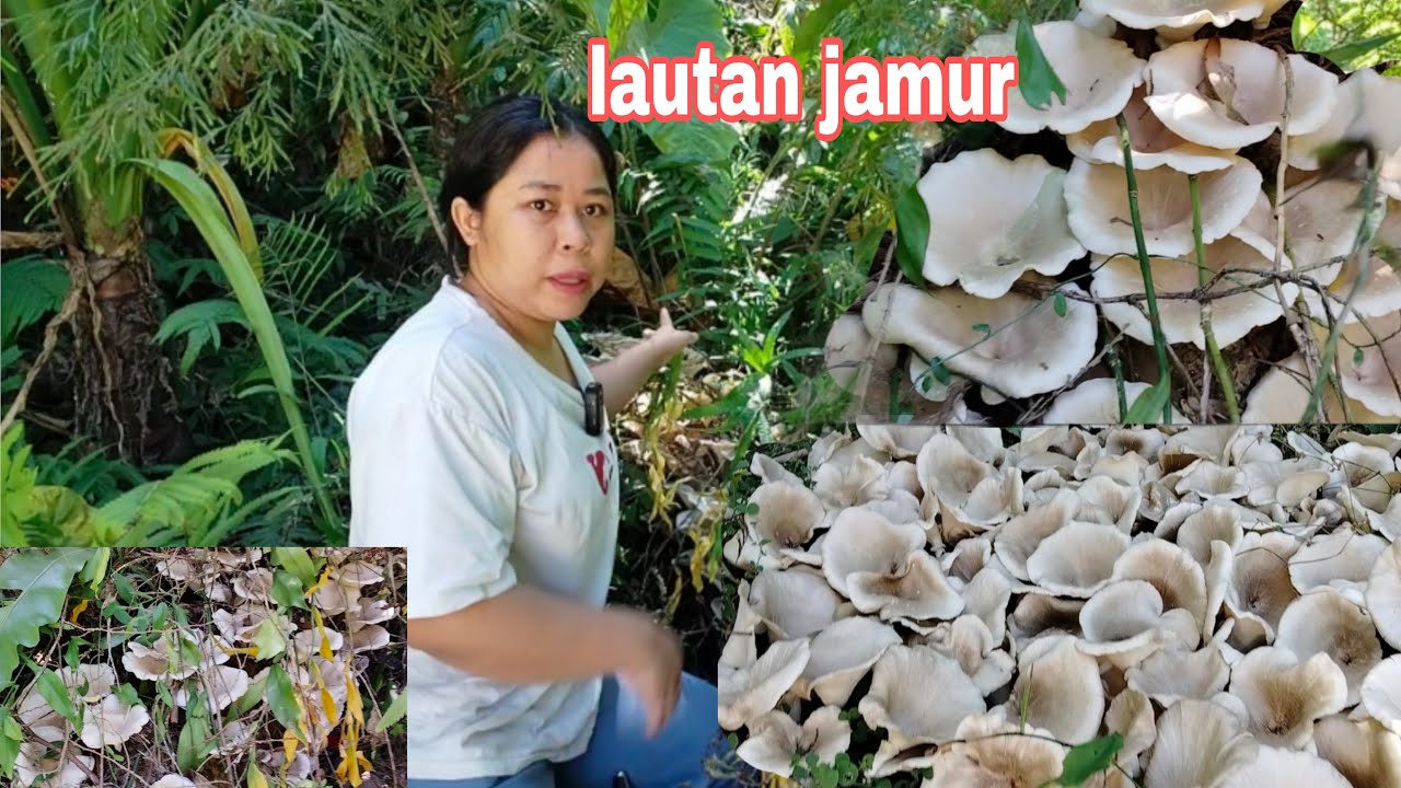 PANEN LAUTAN JAMUR TKW TAIWAN KALAP