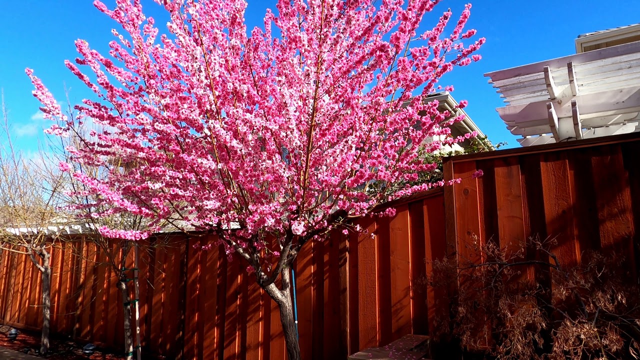 Early Pink Flowering Peach Tree - Lunar New Year 2021 (Prunus Persica) #garden #flowers #peachtree
