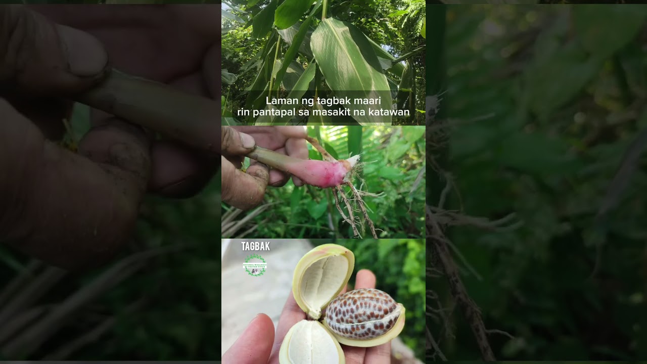 Laman ng tagbak maaririn pantapal sa masakit na katawan