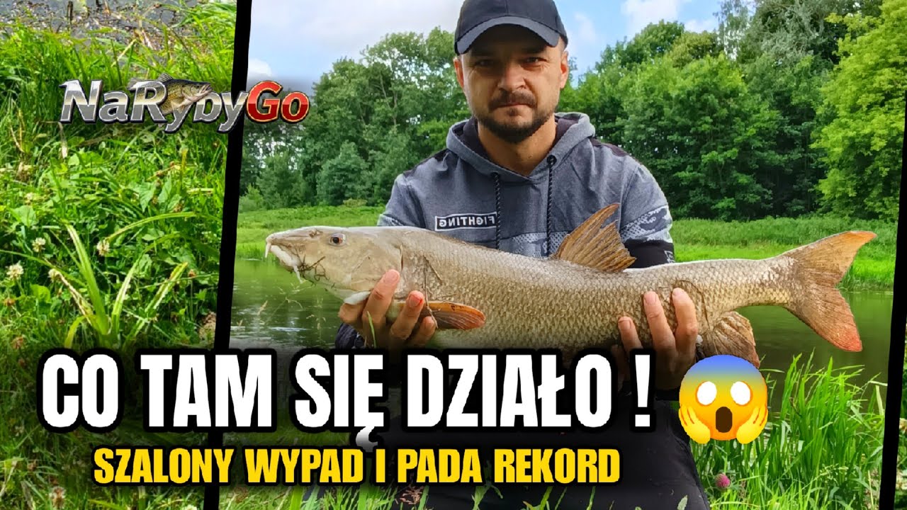 Wielka Brzana 🐟 75 cm / Rzeka Łyna 🌊 Coś TAKIEGO jeszcze mi się nie zdarzyło! 😱🔥