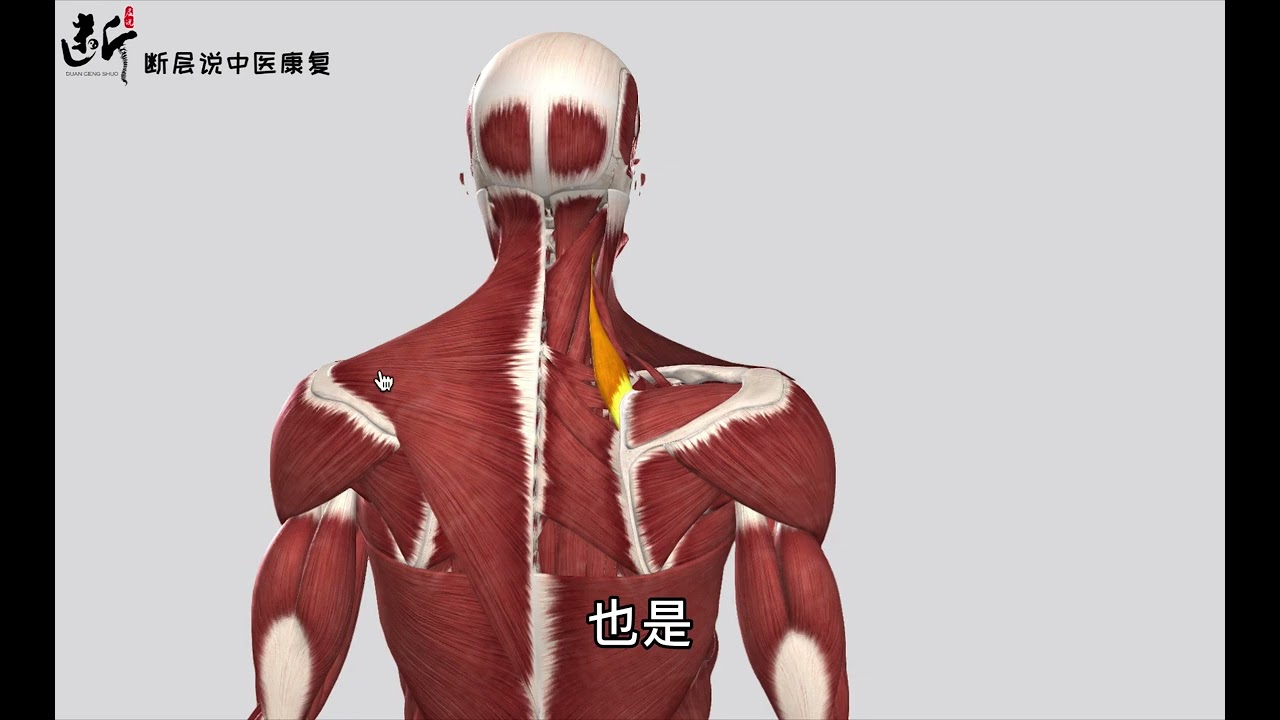 8.【每日一肌】肩胛提肌——“肩颈角”疼痛最多发的肌肉是哪个？