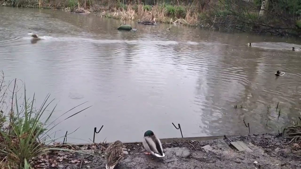 Rainy day in nature.Echoes of rain & creatures🦆🌧☘️🍂🌿