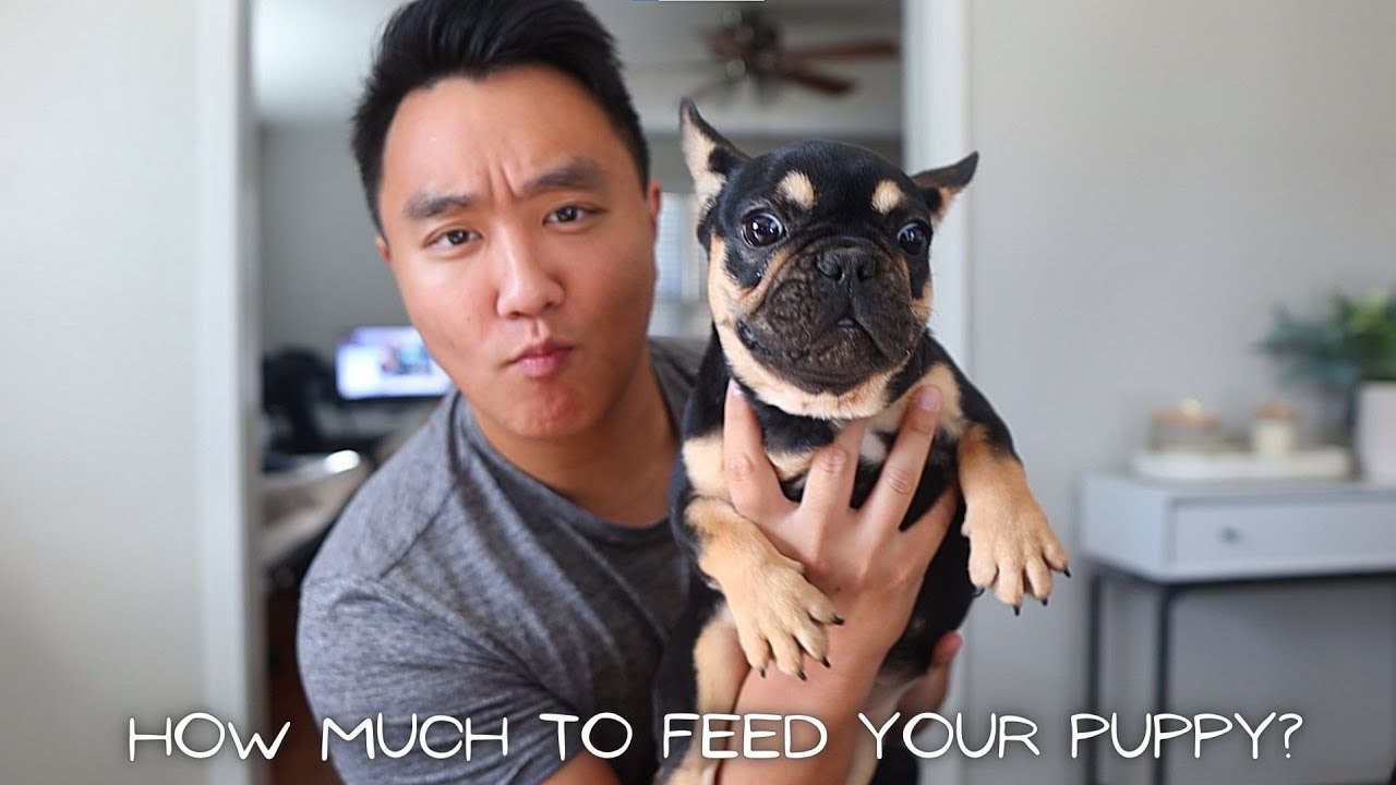 How much/often to feed your newborn puppies?? | Matt's Kennels