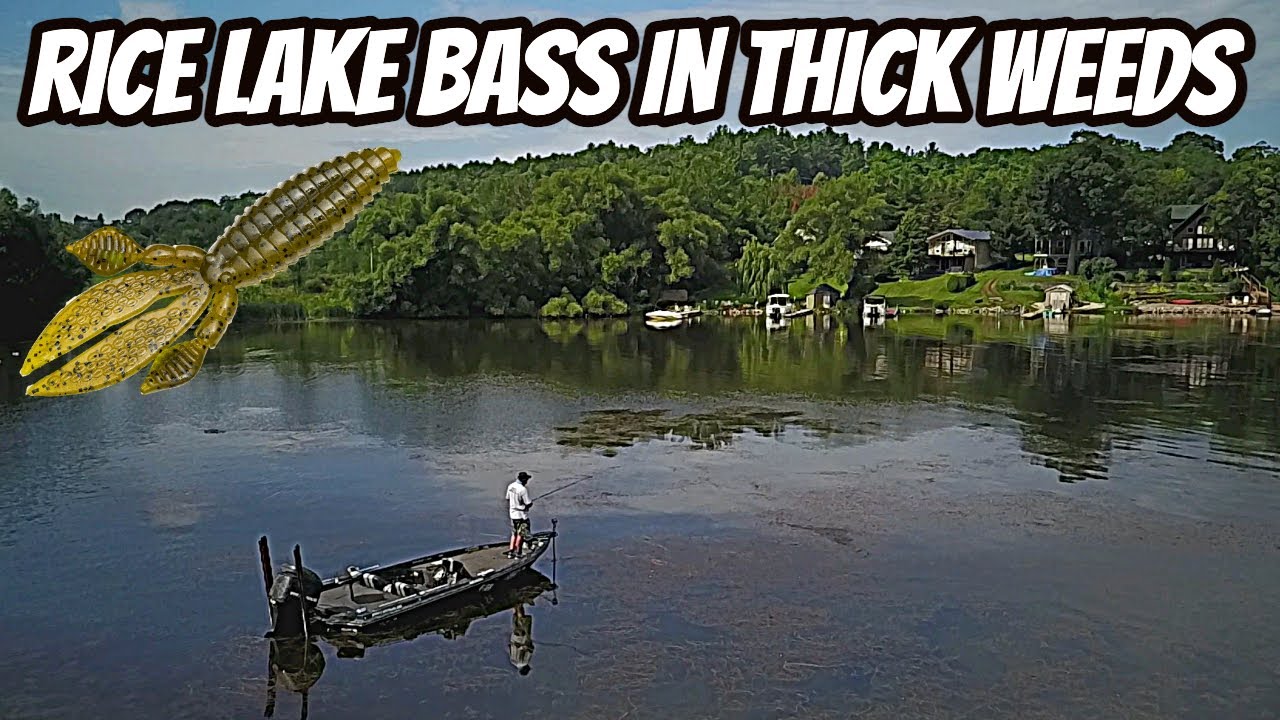 RICE LAKE BASS IN THICK WEEDS- Great bass lakes