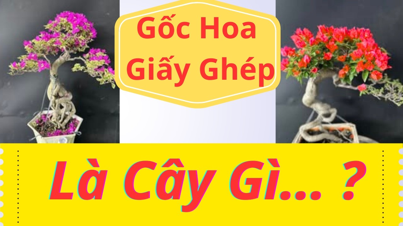 Gốc Cây Hoa Giấy Ghép Là Gốc Cây Gì...giải đáp phần 1