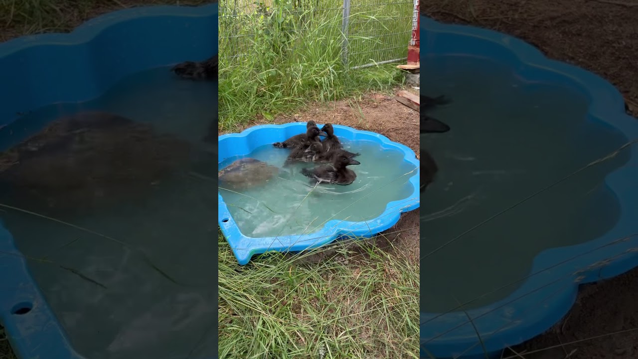 Baby ducklings take their first bath!  #ducklings #cute #animals