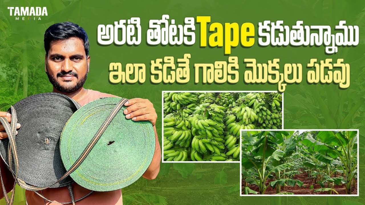 అరటి తోటకి Tape కడుతున్నాము || Yalakki Banana Farming Telugu || Tamada media