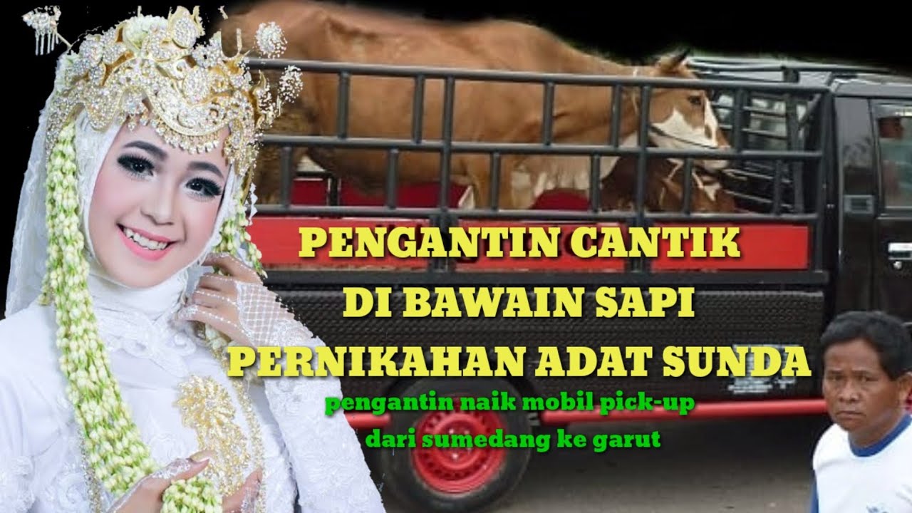 Bringing Cows for Sundanese Weddings in Remote Villages. The Atmosphere of the Bride's Wedding fr...